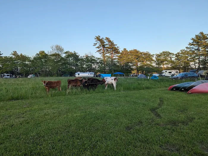 Wolfe's Neck Oceanfront Camping Picture 8