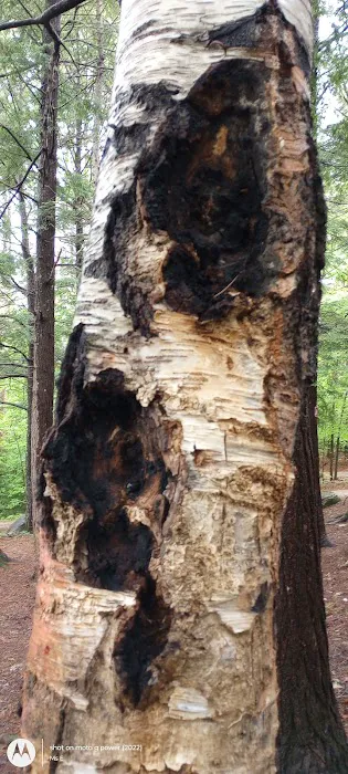 Crocker Pond Campground Picture 4