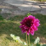 Twin Pines Mobile Home Community