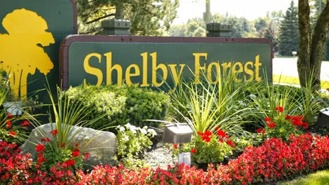 Shelby Forest Picture 3