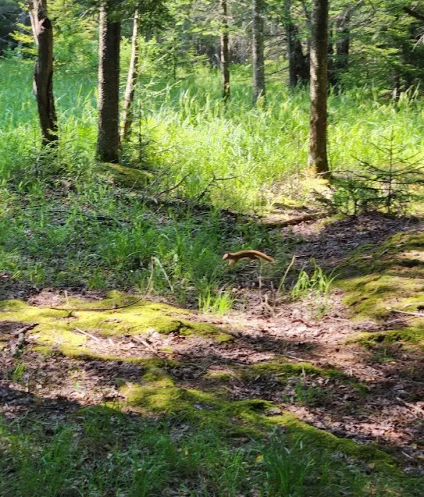 Canaan Valley Resort Campground Picture 1