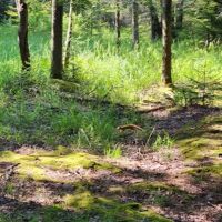 Canaan Valley Resort Campground ico