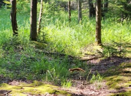 Canaan Valley Resort Campground