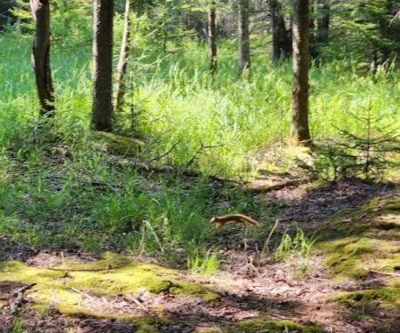 Canaan Valley Resort Campground