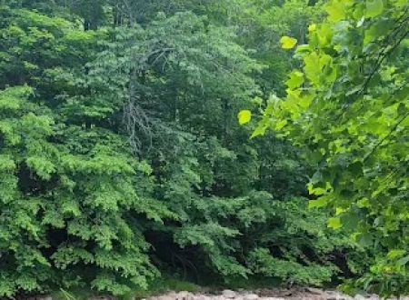 BLUESKY CAMPGROUND AT LITTLE TORY LLC