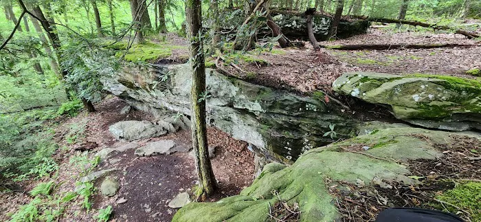 Rhododendron Camping Area Picture 7