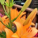 Breakneck Campground