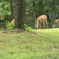 Raccoon Creek State Park Campground ico