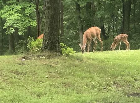 Raccoon Creek State Park Campground