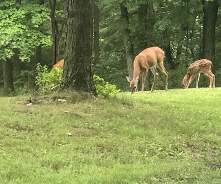 Raccoon Creek State Park Campground