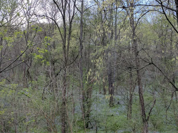 Camp Giscowheco Picture 1