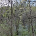Camp Giscowheco