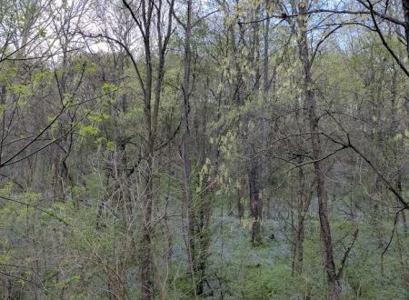 Camp Giscowheco