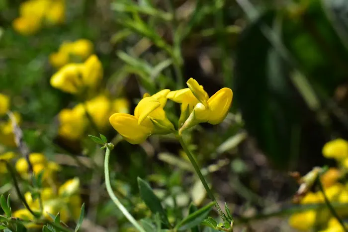 Allendale Meadows Picture 5