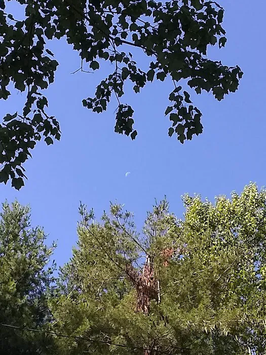 Trees Mobile Home community Picture 7