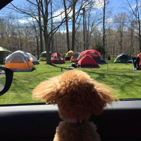 Uncle John's Elk Creek Campground Picture 6