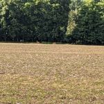 Whitehaven Campground