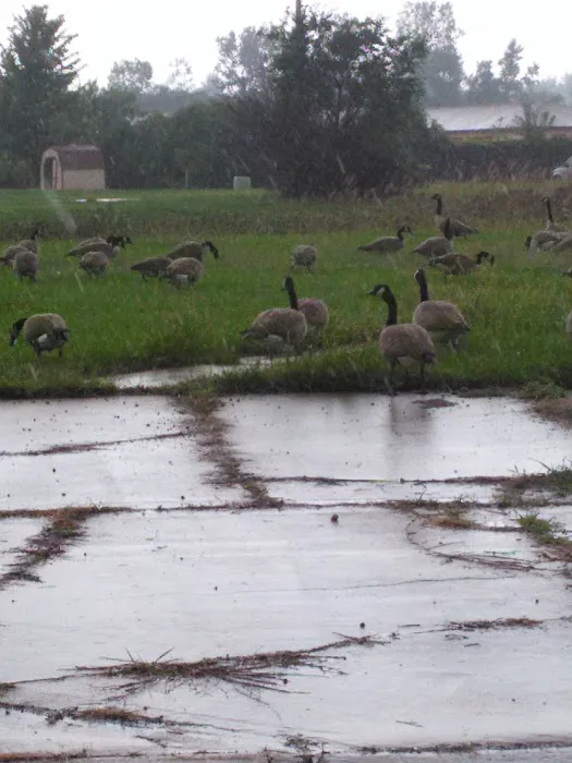 Windsor Farms Picture 3