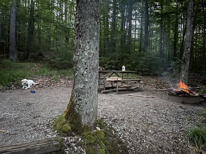 Spruce Knob Lake Campground Picture 2