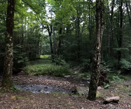 Island Campground