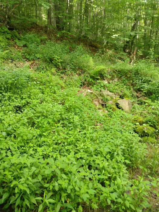 Laurel Fork Campground Picture 6