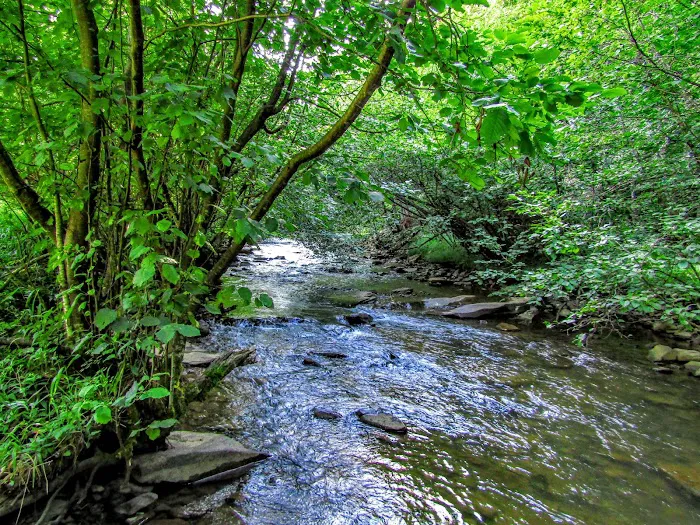 Laurel Fork Campground Picture 4