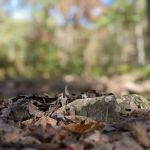 Otter Creek Campground