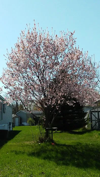 Meadowview Village mobile home park Picture 3