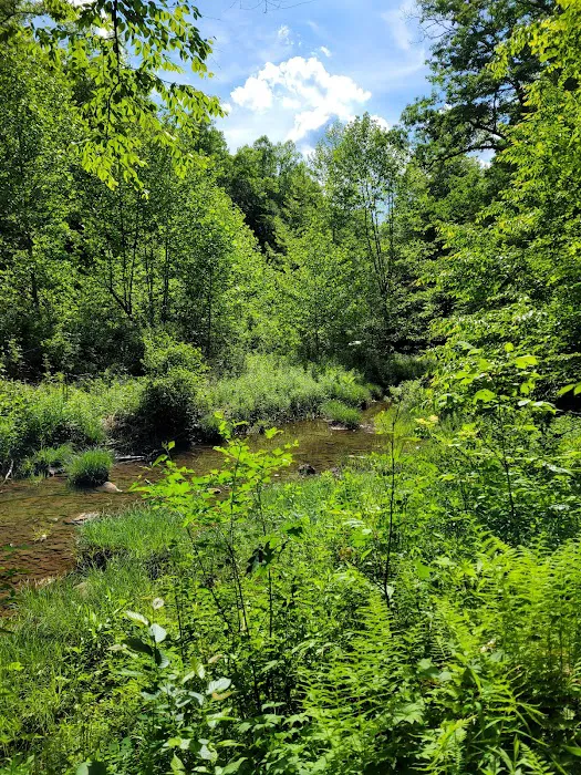 Lower Glady Dispersed Campground Picture 7