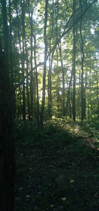 Tomlinson Run State Park Campground Picture 9