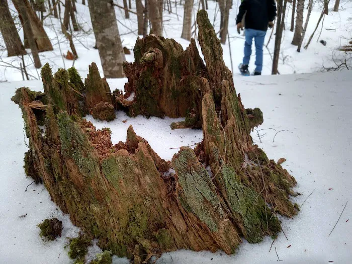 The Quiet Forest Picture 9