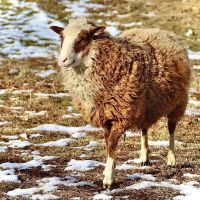 Stone Grove Farm ico