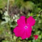 Oaks Mobile Home Park