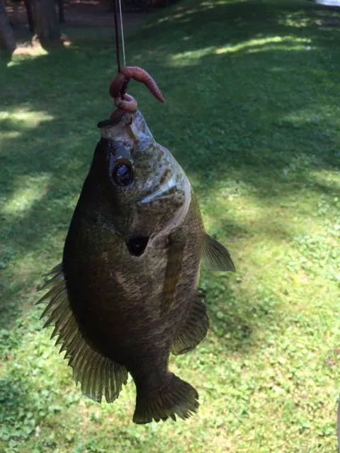 Jeffco Lakes Resort Picture 5
