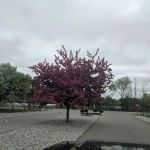 Nesen's Countryside Inc