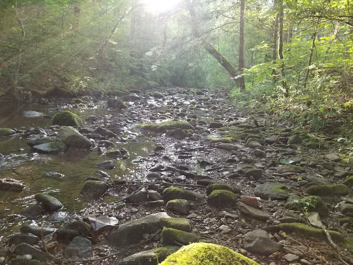 North Creek Campground Picture 10