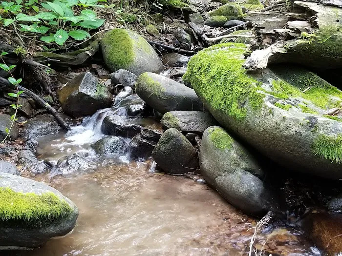 North Creek Campground Picture 9