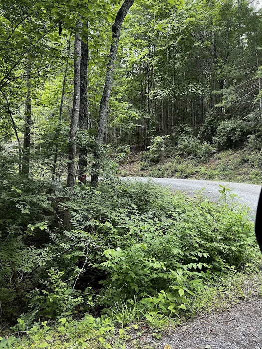 Colon Hollow Shelter Campground Picture 2