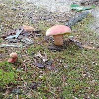 Morris's Hill Group Campground #2 ico