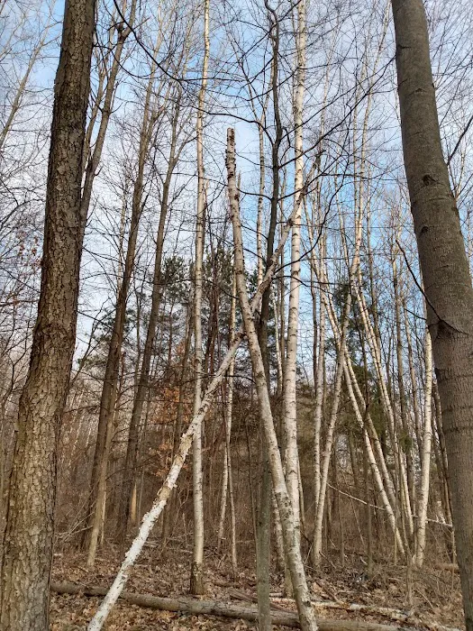 Deerfield Pines Picture 7
