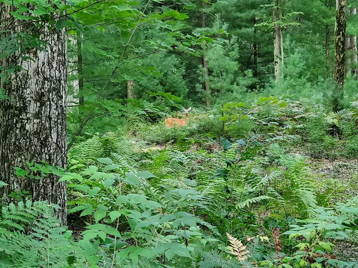Stolkholm Forest Village Mobile Home Park Picture 3