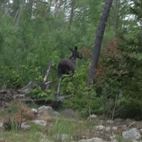 Outsiders Rustic ATV Campground ico