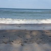 Luoma's Surfers Paradise Camping Attn: Sue Rose ico