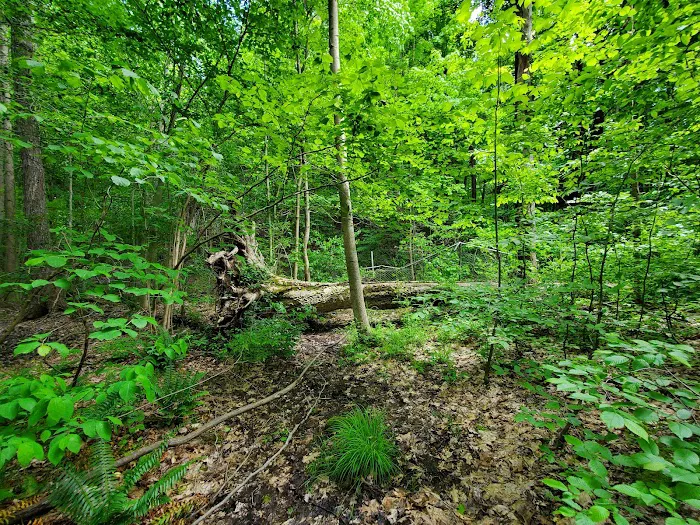 Nelson Ledges Quarry Park Picture 10