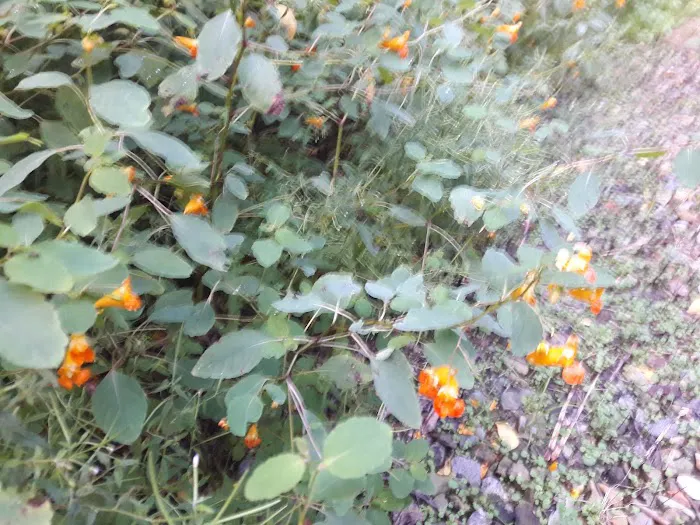 Traveler's Woods Picture 1