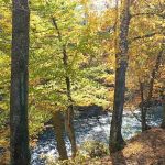 Williams River Road Forest Service Campsite