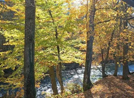 Williams River Road Forest Service Campsite