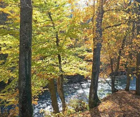 Williams River Road Forest Service Campsite
