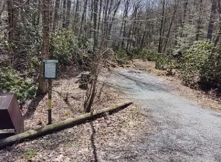 Williams River Campsite 18