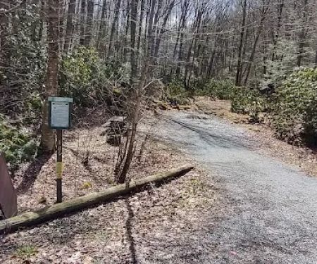 Williams River Campsite 18